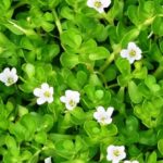 Brahmi – The Herb of Mental Clarity