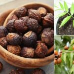 Reetha – Nature’s Gentle Cleanser